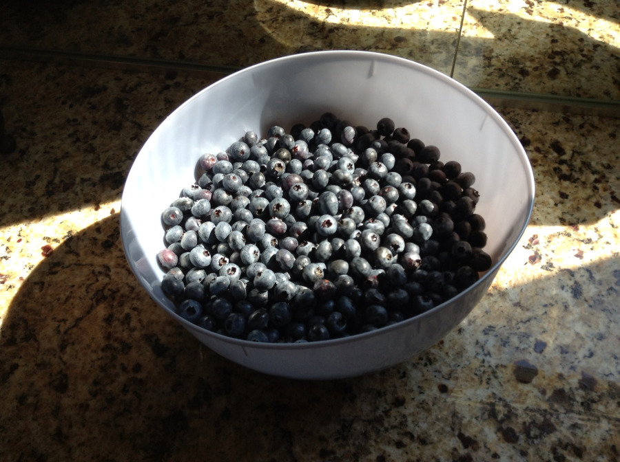 Bucket of Blueberries