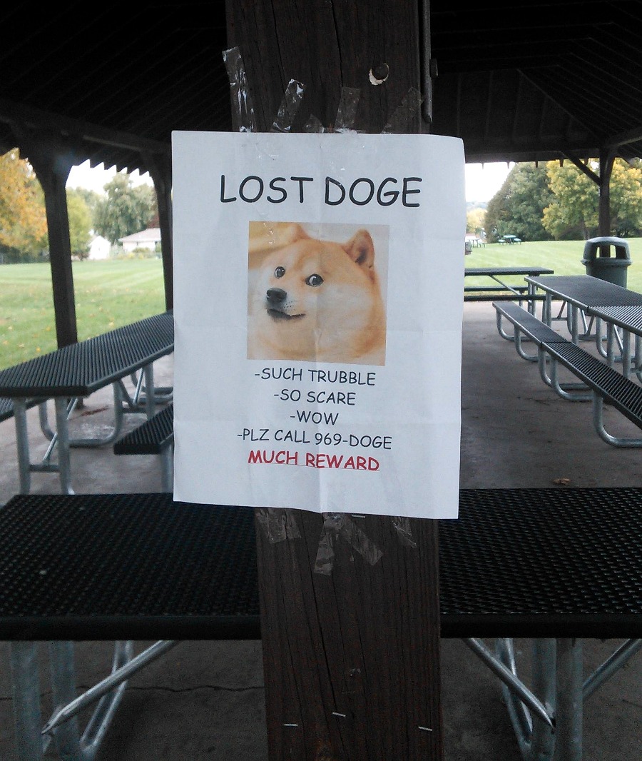Lost Doge