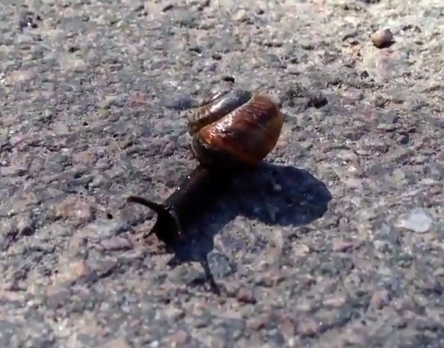 Prayer for a Snail